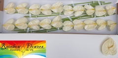 Anthurium Moments 9cm Hd