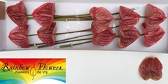 Anthurium Marijke 15cm Hd