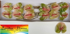Anthurium Danielle 13cm Hd