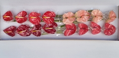 Anthurium Mix 4 Colours 11cm Hd