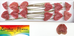 Anthurium Marijke 13cm Hd