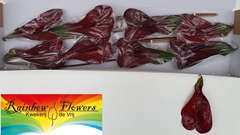 Anthurium Nero 18cm Hd