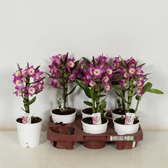 Dendrobium Nobile Cultivars 12Ø 35cm 1st