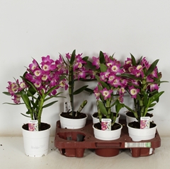 Dendrobium Nobile Cultivars 12Ø 35cm 1st