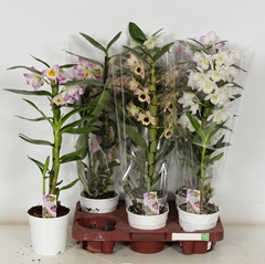 Dendrobium Nobile Cultivars 12Ø 50cm 1st