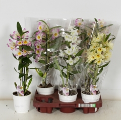 Dendrobium Nobile Cultivars 12Ø 50cm 1st