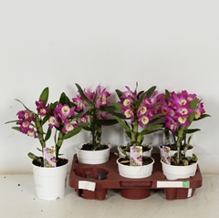 Dendrobium Nobile Cultivars 12Ø 30cm 1st