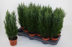 Chamaecyparis Ellwoodii 10Ø 40cm