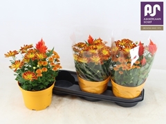 Bedding Plants Mix 19Ø 36cm