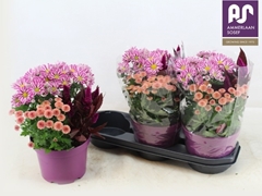 Bedding Plants Mix 19Ø 36cm