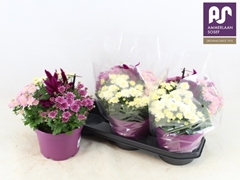 Bedding Plants Mix 19Ø 30cm