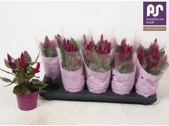 Celosia Deep Purple 12Ø 36cm