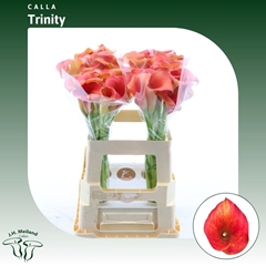 Zantedeschia Captain Trinity 60cm