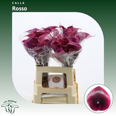 Zantedeschia Vino Rosso 60cm
