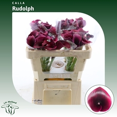 Zantedeschia Rudolph 50cm