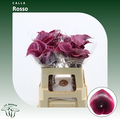 Zantedeschia Vino Rosso 55cm