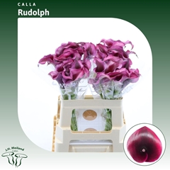 Zantedeschia Rudolph 55cm