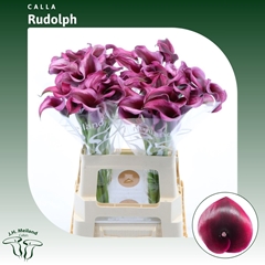 Zantedeschia Rudolph 60cm