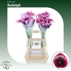 Zantedeschia Rudolph 65cm