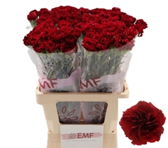 Dianthus Single Zurigo 65cm