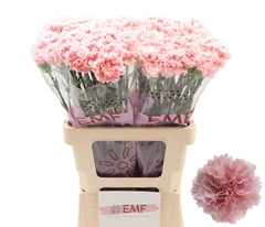Dianthus Single Jodie 65cm
