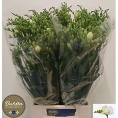 Freesia Double Versailles 70cm 25gr.