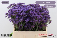 Limonium Perezii Enchante 60cm 25gr.
