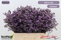 Limonium Safora Lilac 60cm 25gr.