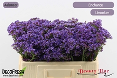 Limonium Perezii Enchante 50cm 15gr.
