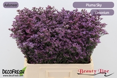 Limonium Safora Pink Sky 60cm 15gr.