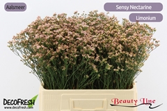 Limonium Sinense Sensy Nectarine 60cm 15gr.