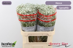 Gypsophila Paniculata Xlence 80cm 35gr.