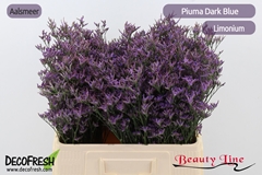 Limonium Piuma Dark Blue 60cm 20gr.