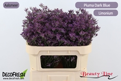 Limonium Piuma Dark Blue 70cm 25gr.