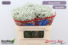 Gypsophila Paniculata Beauty Bride 70cm 25gr.