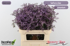 Limonium Safora Lilac 80cm 40gr.