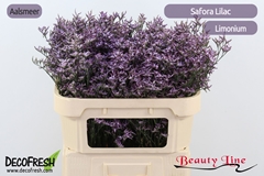 Limonium Safora Lilac 70cm 35gr.