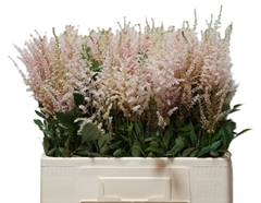 Astilbe Avalanche 60cm