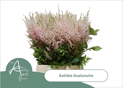 Astilbe Avalanche 50cm