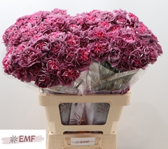 Dianthus Single Hypnosis 65cm