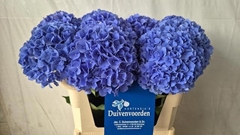 Hydrangea Pimpernel 75cm 19-21cm Hd