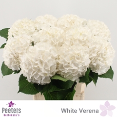 Hydrangea White Verena 80cm 20-22cm Hd