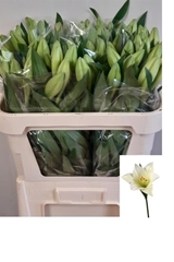 Lily Lf Watch Up 70cm 1+