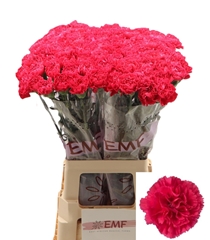 Dianthus Single Cervantes 70cm