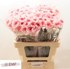 Dianthus Single Pastel Damascus 60cm