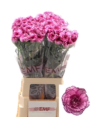 Dianthus Single Royal Damascus 70cm