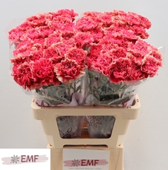 Dianthus Single Ipanema 60cm