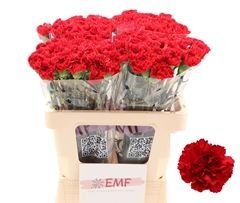 Dianthus Single Red Moon+ 60cm