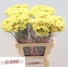 Dianthus Single Mali+ 65cm