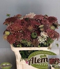 Daucus Carota Dara 80cm